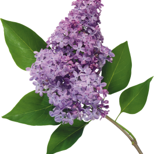 Lilac PNG