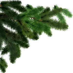 Fir-tree PNG image