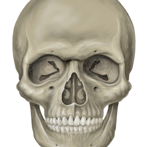 Skull PNG