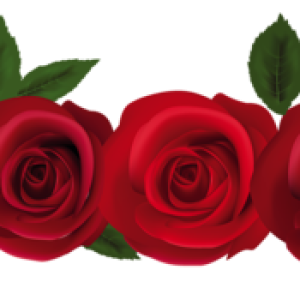 Rose PNG