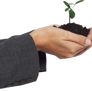 sprout in hand PNG