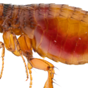 Flea PNG