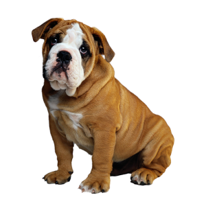 Bulldog PNG