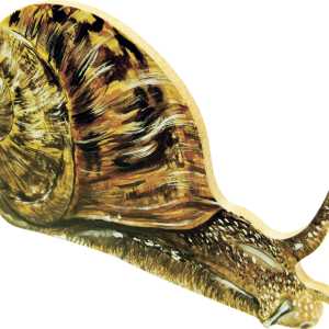 Snail PNG