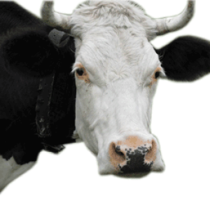 cow PNG