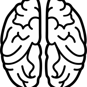 Brain PNG