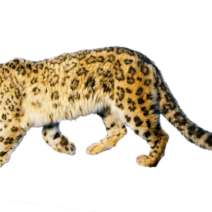 Jaguar PNG