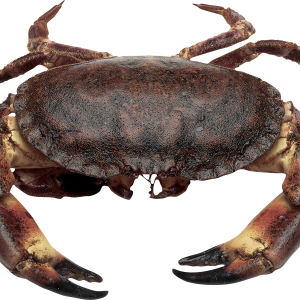 Crab PNG