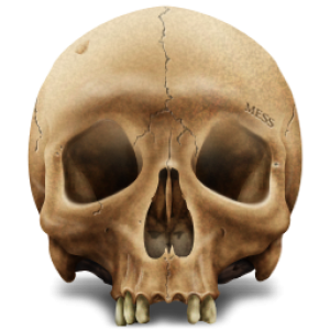 Skull PNG image