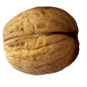 Walnut PNG