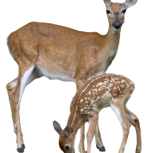 Deer PNG image
