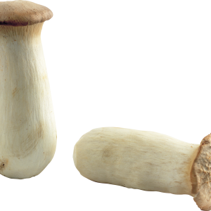 Mushroom PNG image