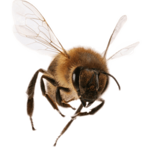 Bee PNG