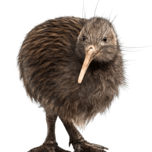 Kiwi bird PNG