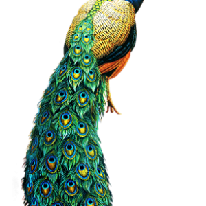 Peacock PNG