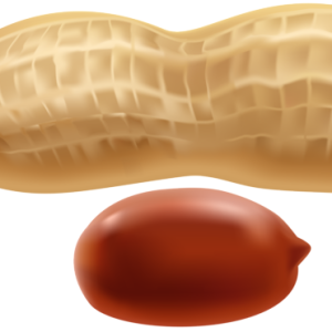 Peanut PNG