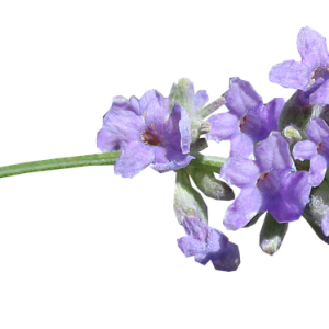 Lilac PNG