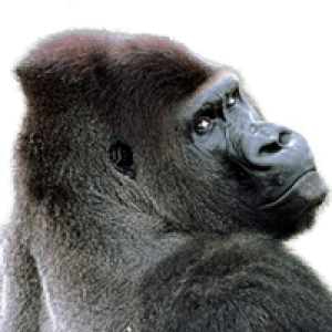 Gorilla PNG