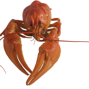 Lobster PNG
