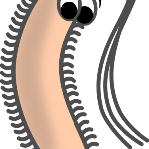 Bacteria PNG
