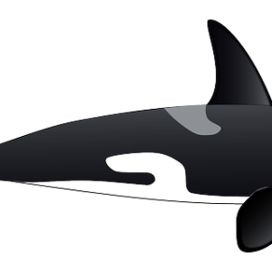 Killer whale PNG