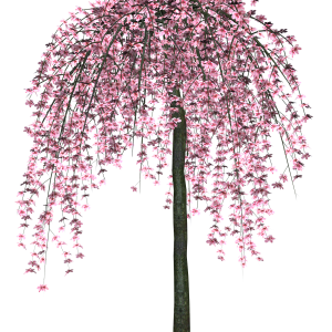 Sakura PNG