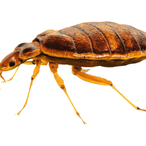 Bed bug PNG