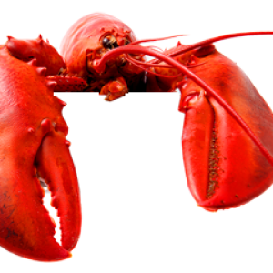 Lobster PNG