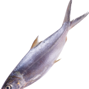 fish PNG image