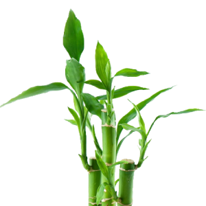 Bamboo PNG