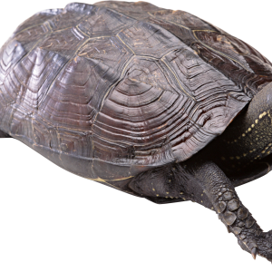 Turtle PNG