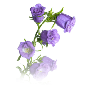 Bellflower PNG