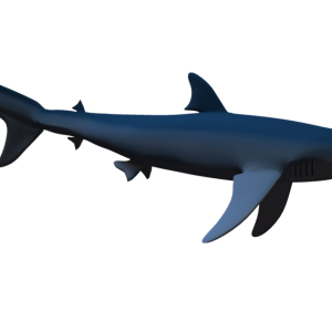 Shark PNG