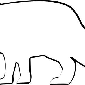 Arctic fox PNG