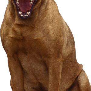 Dog PNG