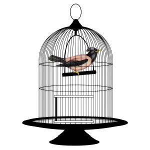 Cage bird PNG
