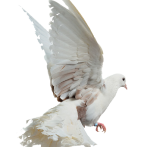 Bird PNG