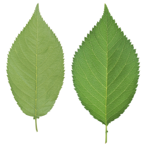 Green leaf PNG
