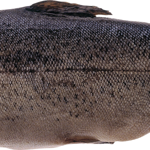 Fish PNG