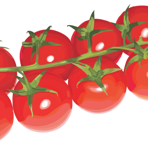 Cherry tomatoes on branch PNG