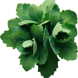 Green leaf PNG