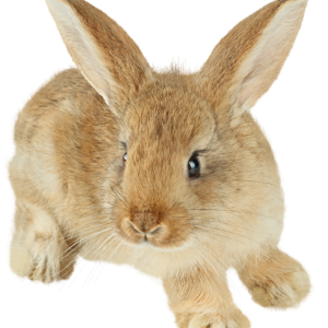 rabbit PNG image