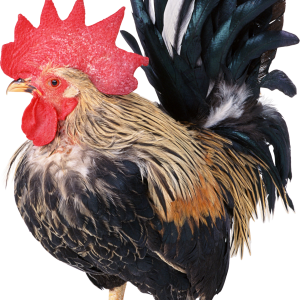 Cock PNG