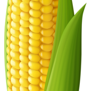 Corn PNG