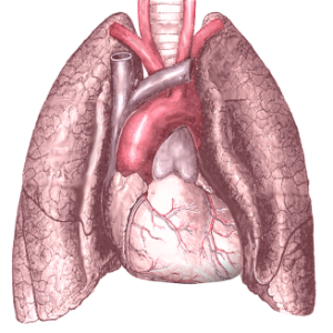 Lungs PNG