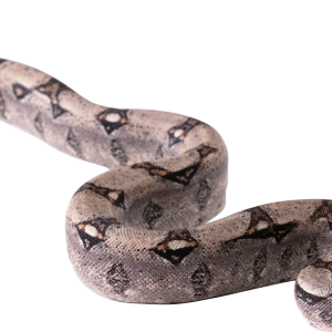 Snake PNG image picture download free