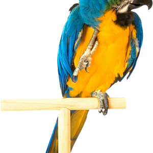 Parrot PNG image