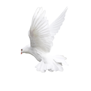 White flying pigeon PNG image