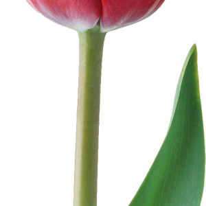 Red tulip PNG image