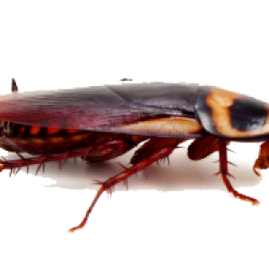 Roach PNG